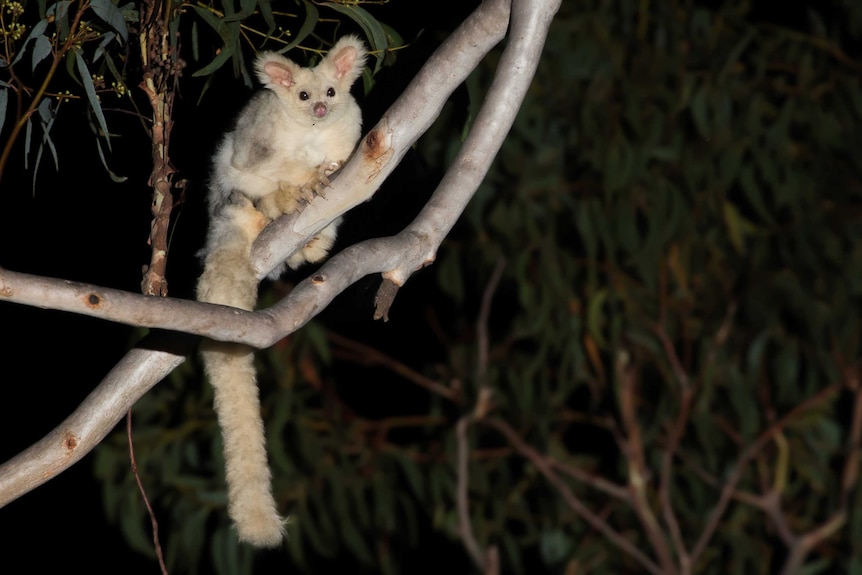 A male greater glider of the white morph