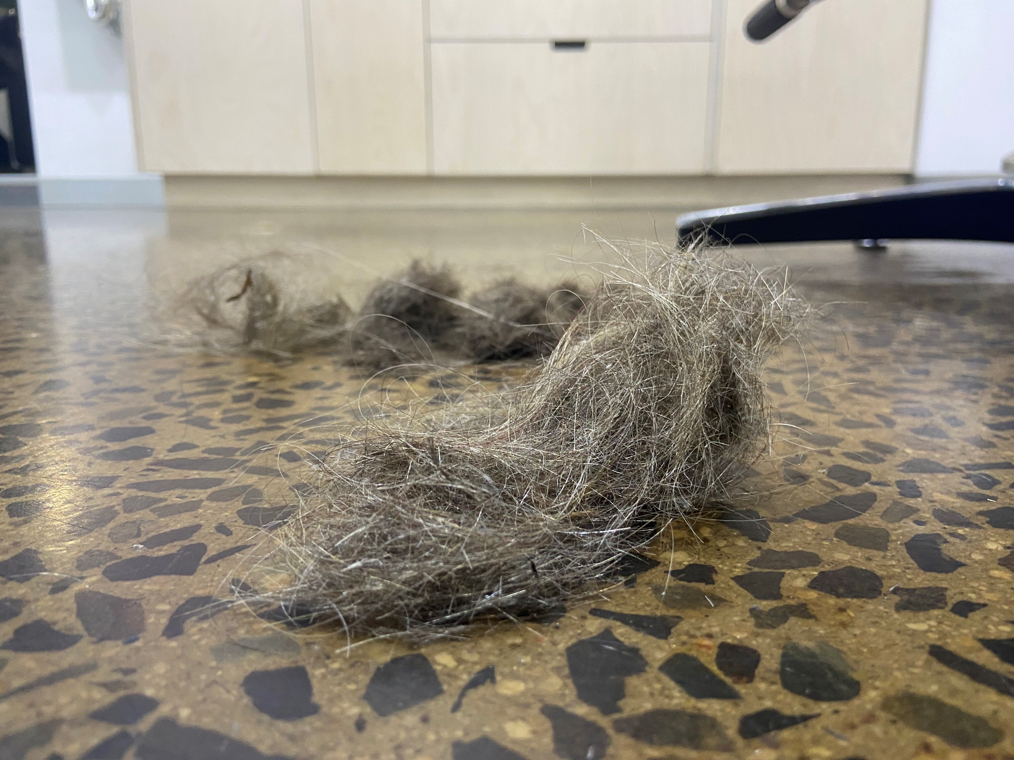 a clump of hair on the floor of a salon 