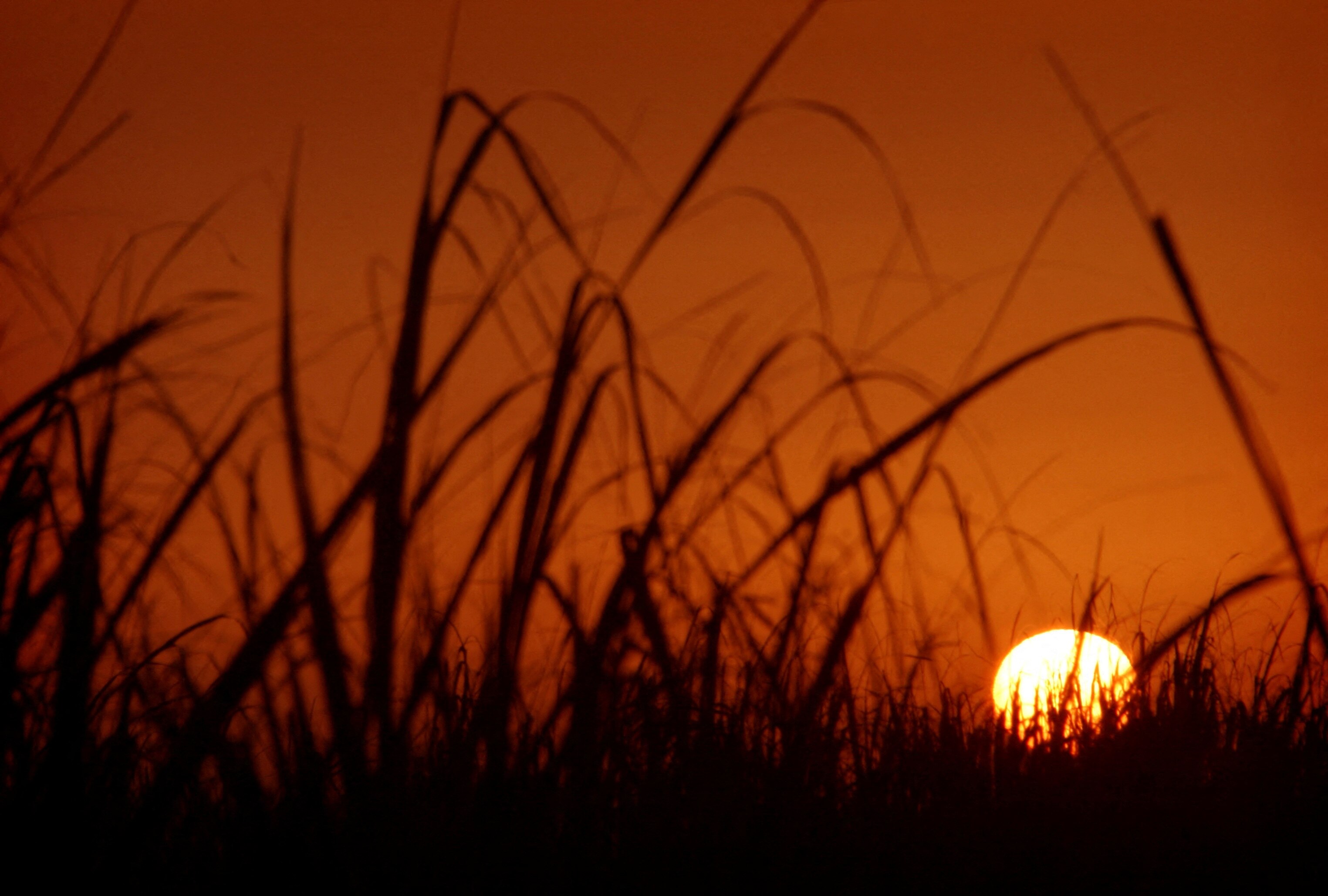 A burnt orange sky with the sun rising up behind a field of sugar cane.
