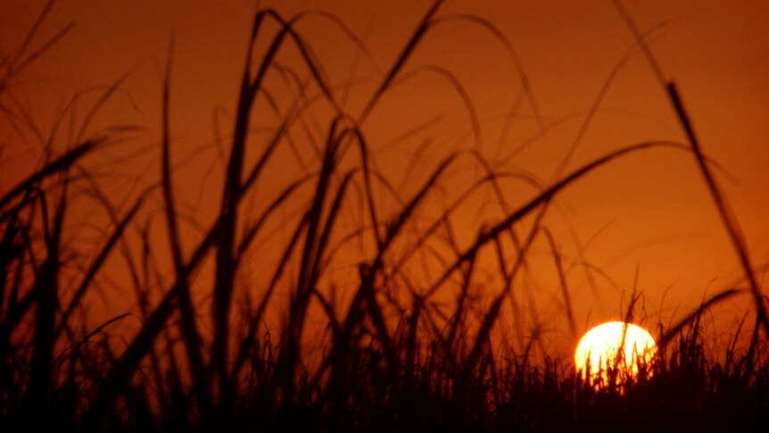 A burnt orange sky with the sun rising up behind a field of sugar cane.