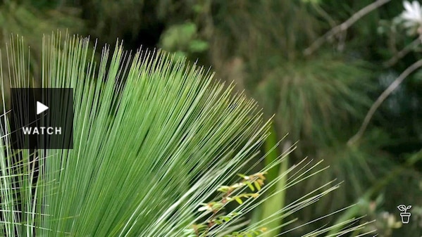 Native Australian grass growing in a garden. Has Video.