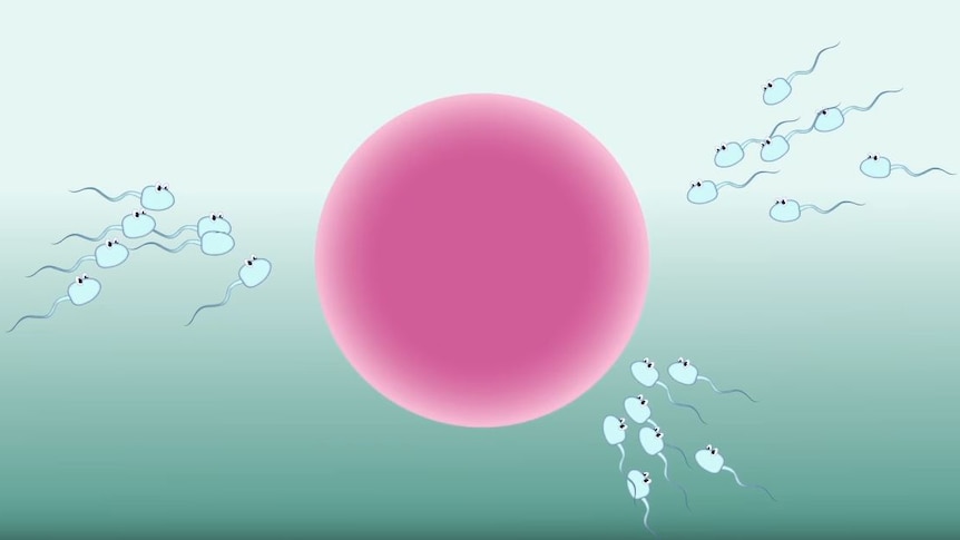 A cartoon showing three groups of sperm surrounding a pink egg.