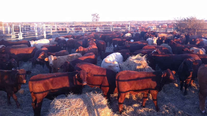 Cattle eat hay in a yard.