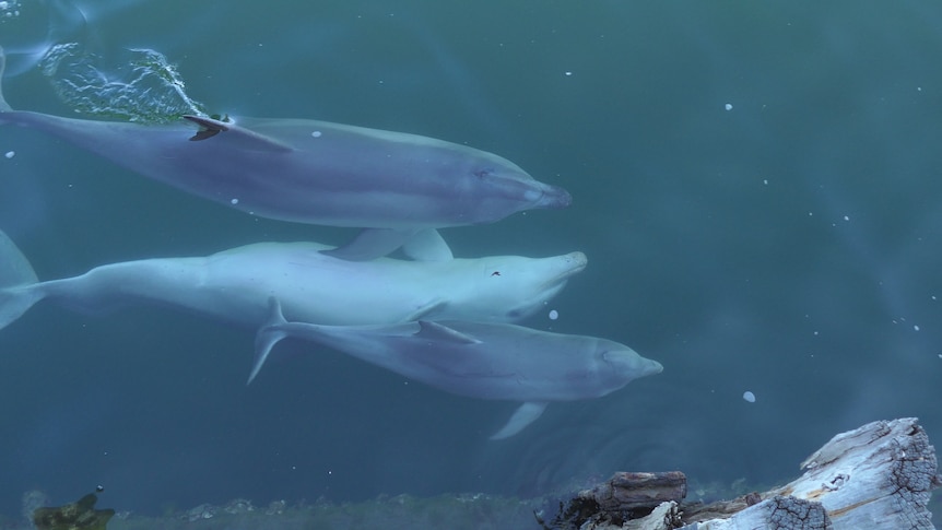 Three dolphins swimming underwater 