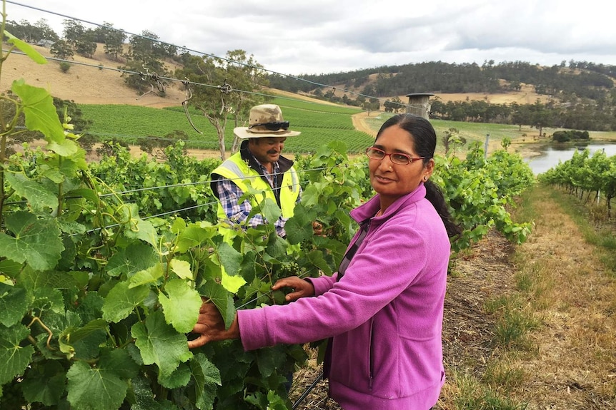 Dilli and Tulashi Thapa at work in vineyard
