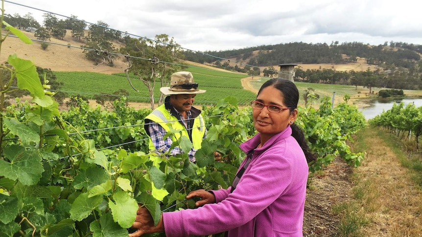 Dilli and Tulashi Thapa at work in vineyard