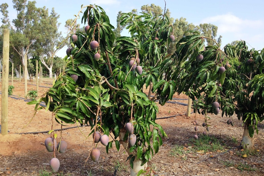 A small mango tree laden with fruit