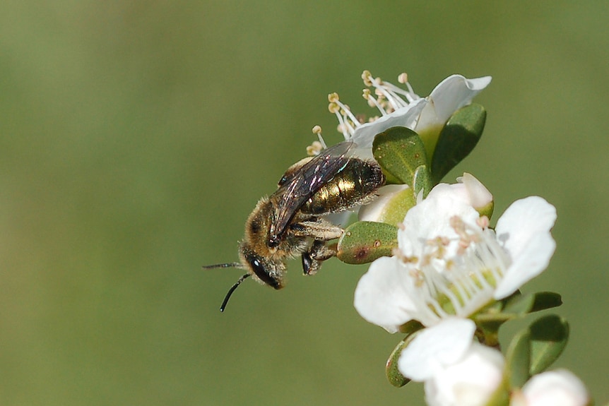 A shiny gold native bee on a white tea tree flower.