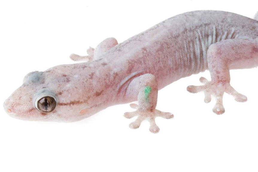 A native house gecko with a green elastomer tattoo on its front left leg