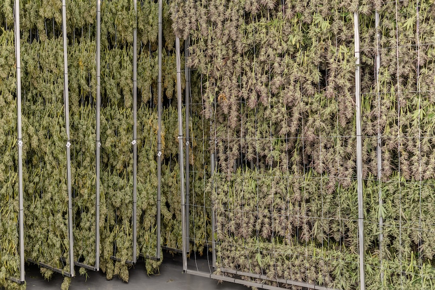 Medicinal cannabis hanging on racks in the drying room at MedTEC Pharma.