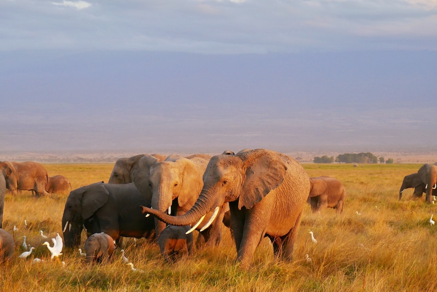 A family of elephants in Africa huddle together on a dry open landscape 