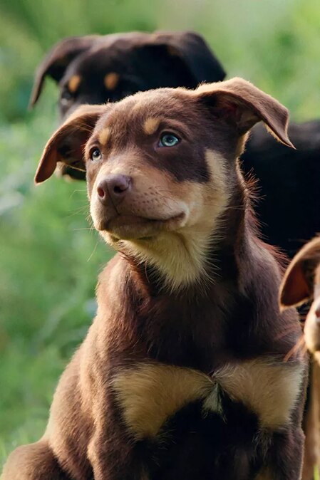 It's been a year since filming of the megahit Muster Dogs wrapped