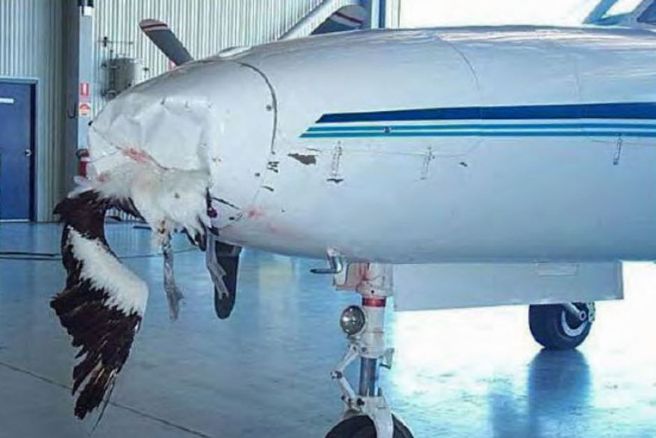 Αεροσκάφος στο Σουδάν δέχτηκε "επίθεση" από πουλί Globalview RitsmasCorner Aviat