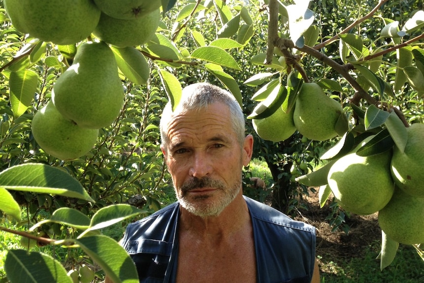 Shepparton fruit grower Gary Godwill