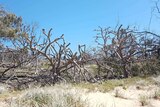 dead trunks of pandanus trees on the beach