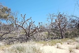 dead trunks of pandanus trees on the beach