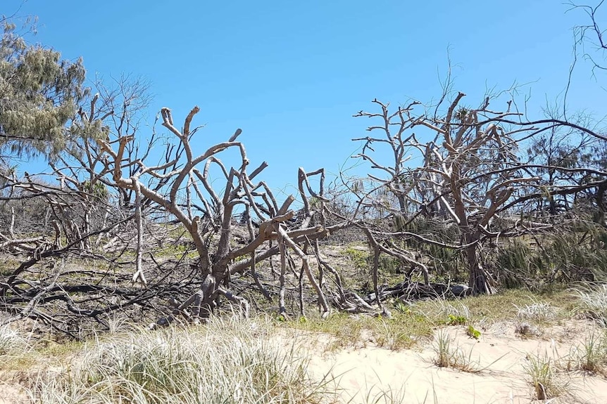 dead trunks of pandanus trees on the beach