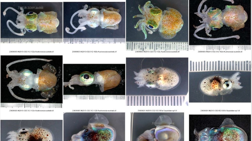 12 colourful squid related creatures are displayed next to measuring tape in a grid.