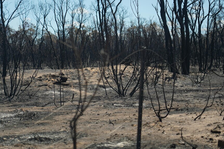 Burnt out trees.