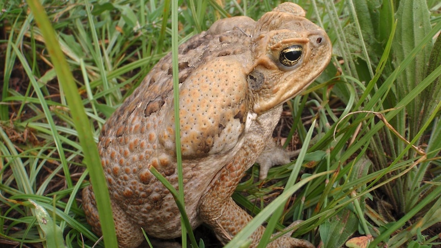 A cane toad sitting in grass.