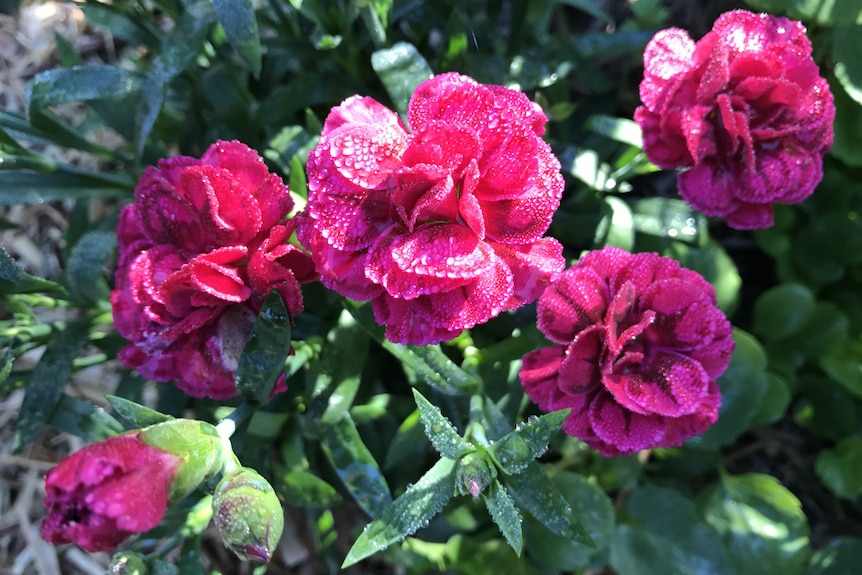 Dark pink carnations with dew on them.