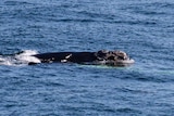 A southern right whale calf with distinctive white markings poking its head above the water.