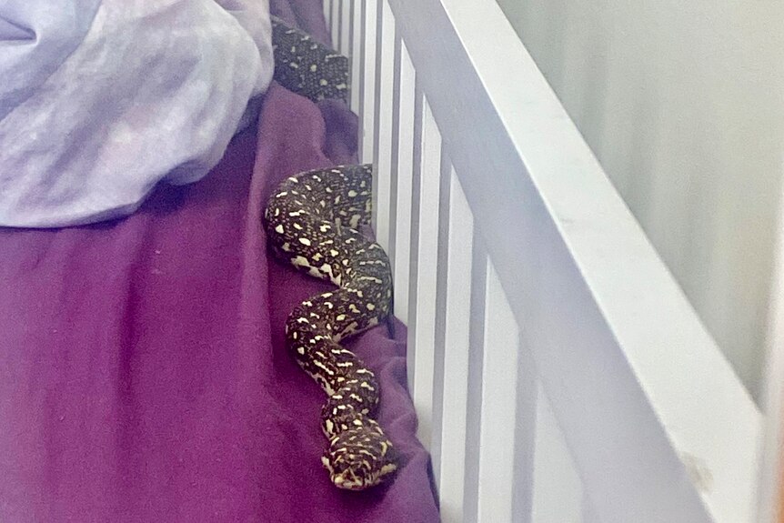 a large patterned snake lying in a child's bed 
