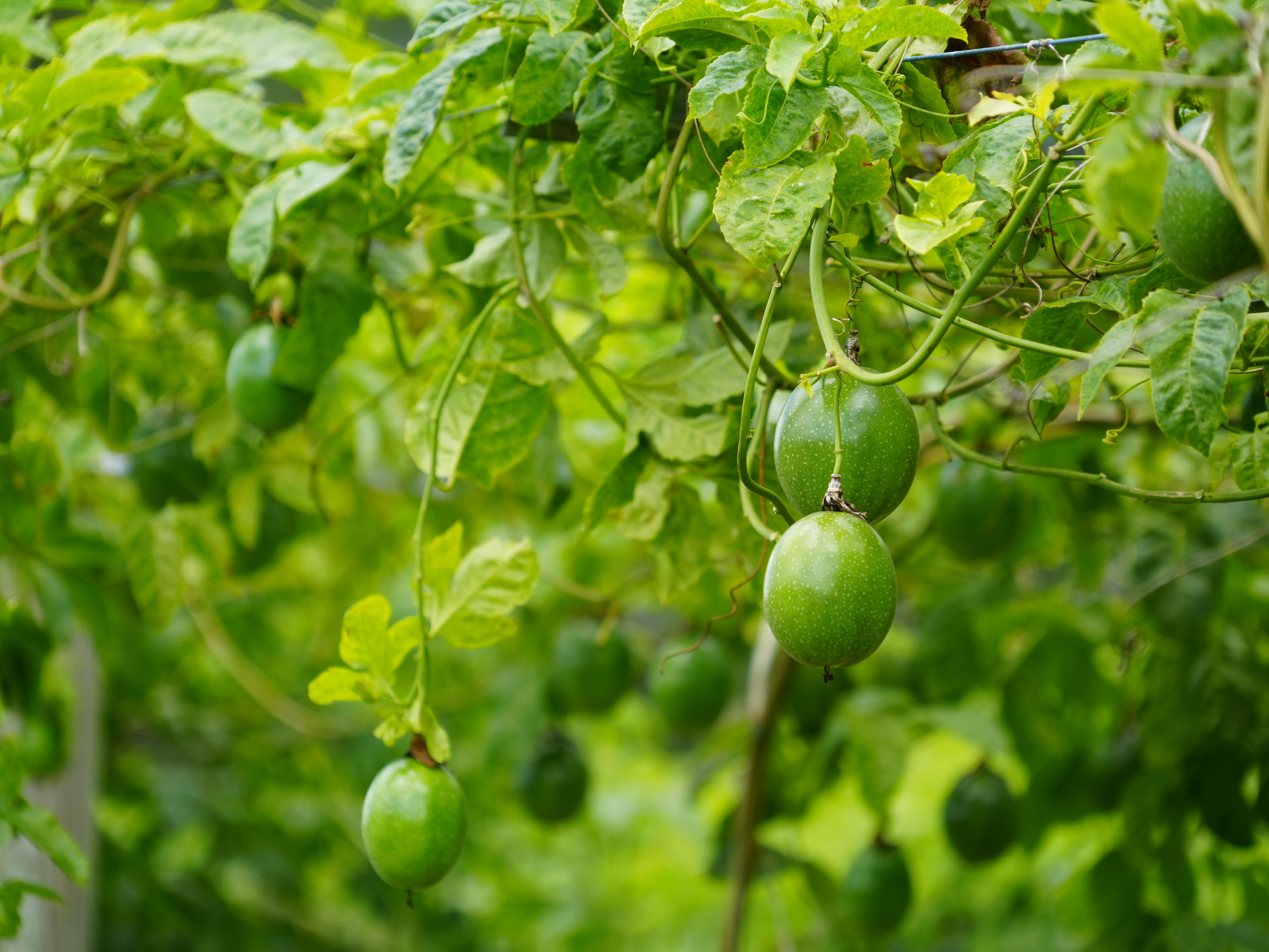 Green, unripe passionfruit hanging from green tree.