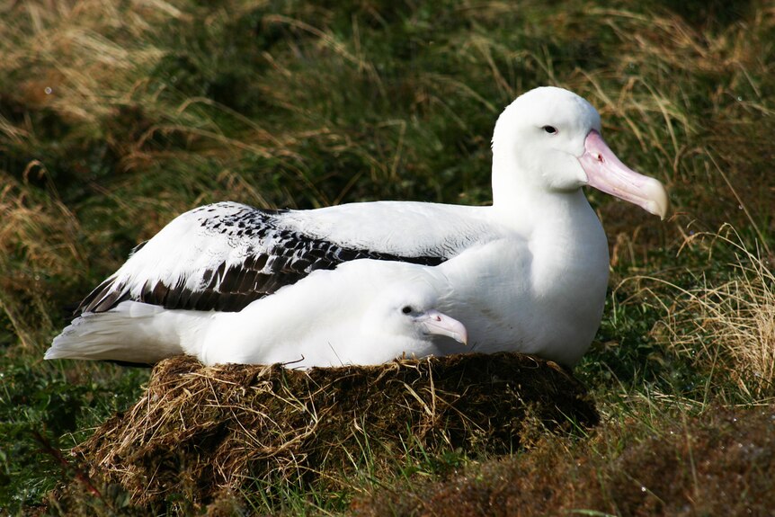 Nesting wandering albatross (Kerry Steinberner: Australian Antarctic Division)