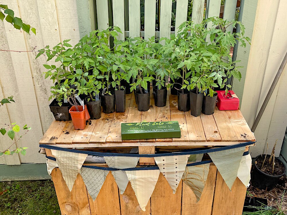 A few dozen seedlings on a pallet table outside a front yard with bunting.