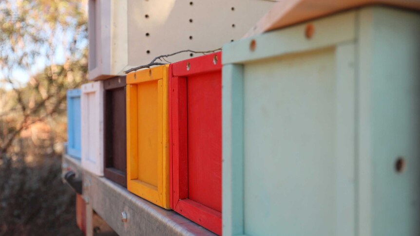 colourful wooden boxes where the bird can sleep