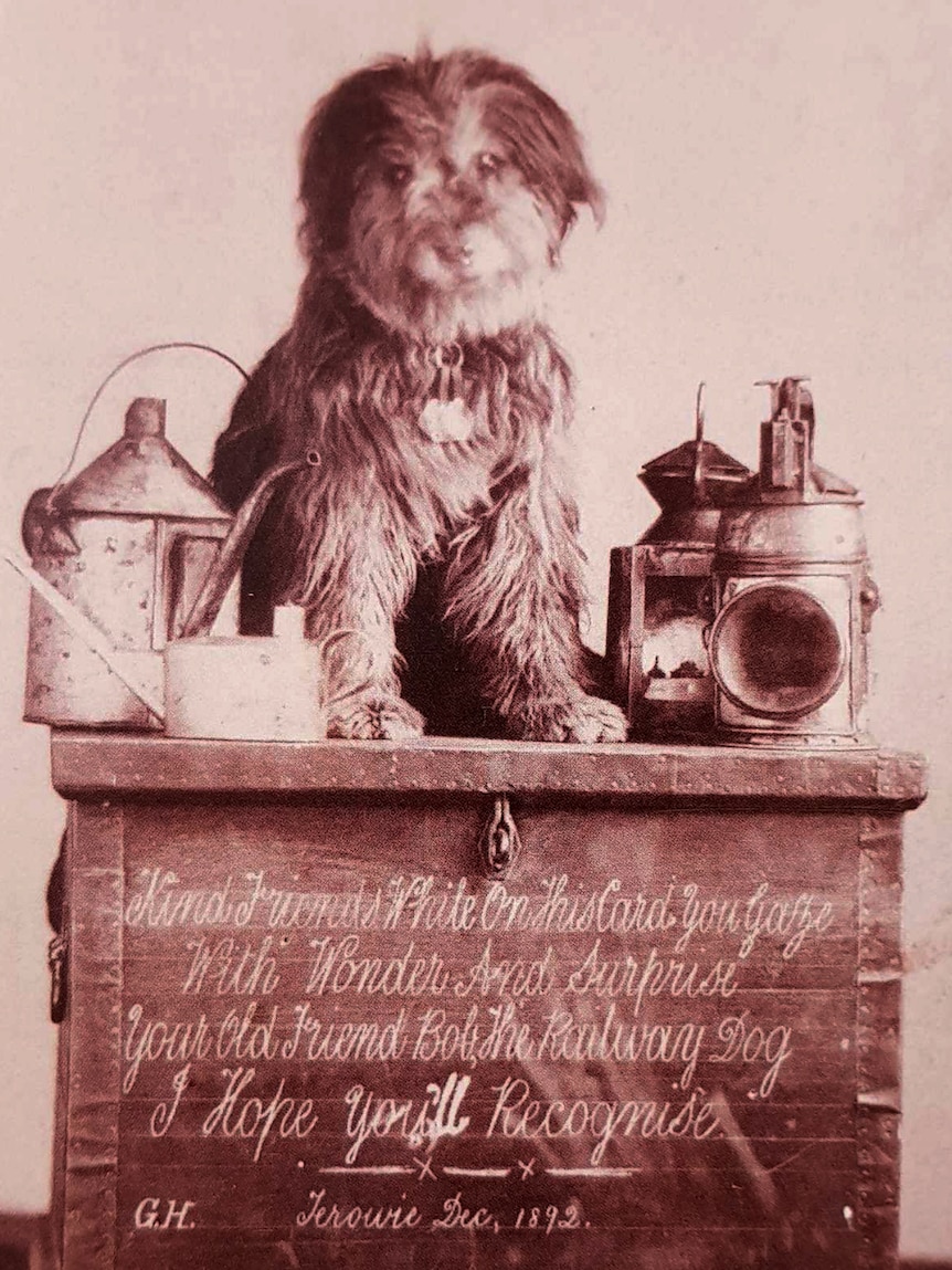 A grey hairy dog sits on a chest surrounded by lanterns.