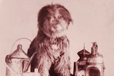 A grey hairy dog sits on a chest surrounded by lanterns.