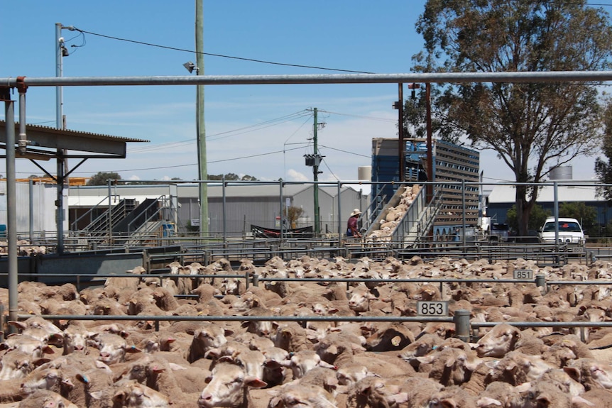 Meat and Livestock Australia expect sheep slaughter in Australian to reach 9.3 million head this year.