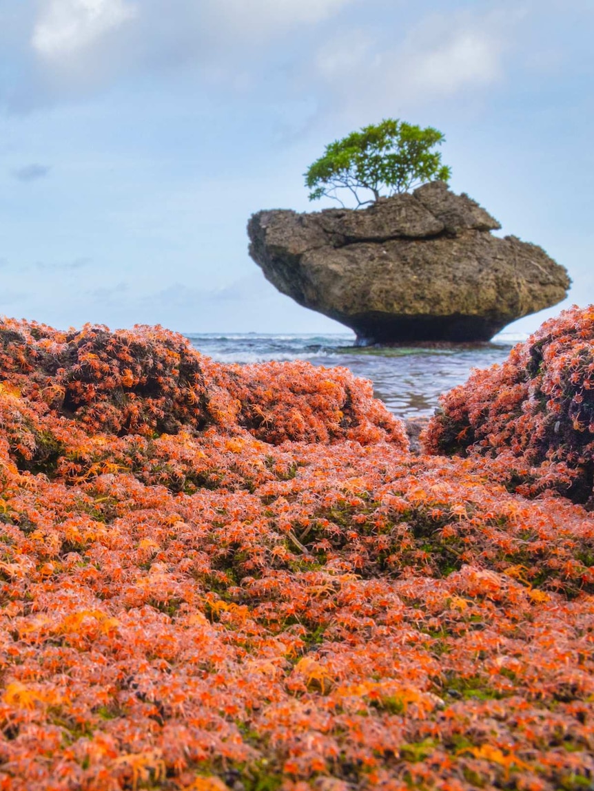 Thousands of tiny red crabs are pictured taking over the coastline of Christmas Island as part of the annual crab migration.