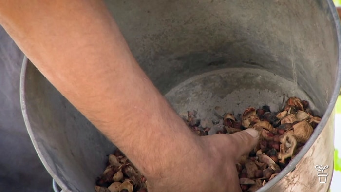 Arm in metal bucket, scooping a handful of nutshells