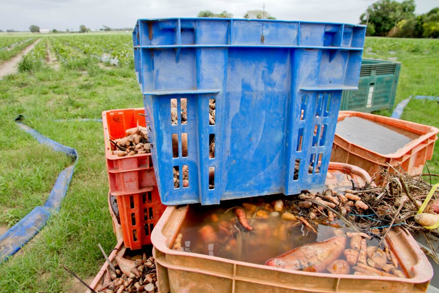 Wholesale sweet potato prices increased from $20 to $80 a box this week.