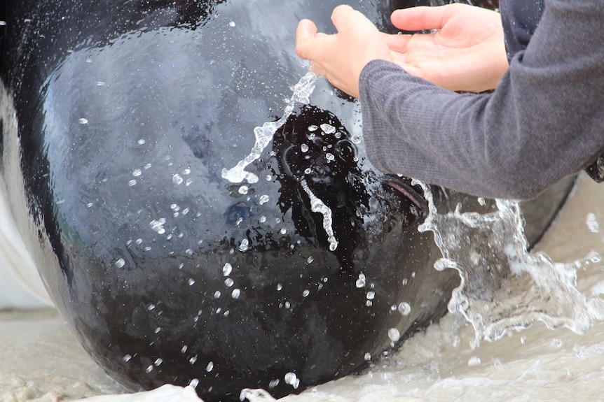 A person in a grey jumper splashes water on a beached whale