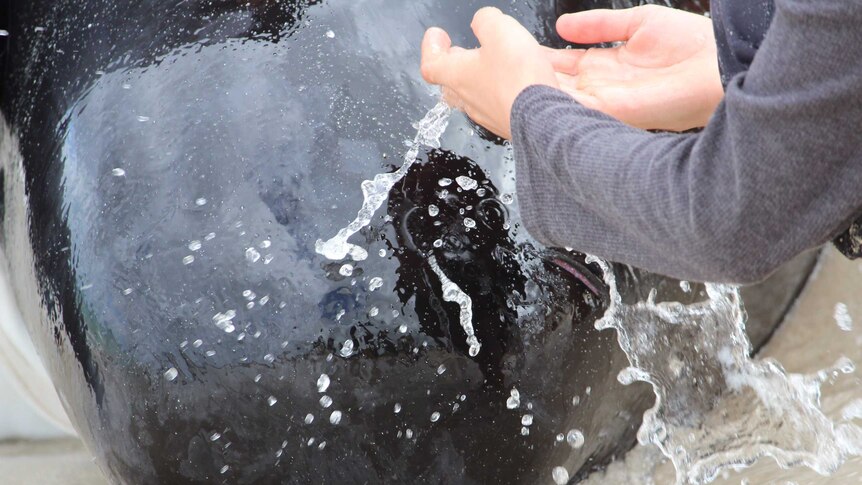 A person in a grey jumper splashes water on a beached whale