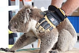 A wildlife worker holding a koala at the triage centre.