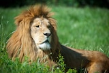 A lion at Odense Zoo