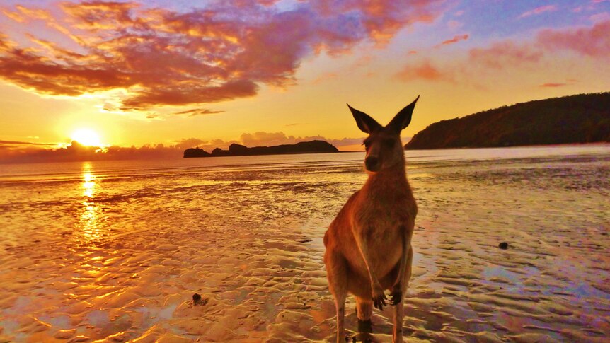 Reef Catchments calendar image of a kangaroo on a beach at sunrise