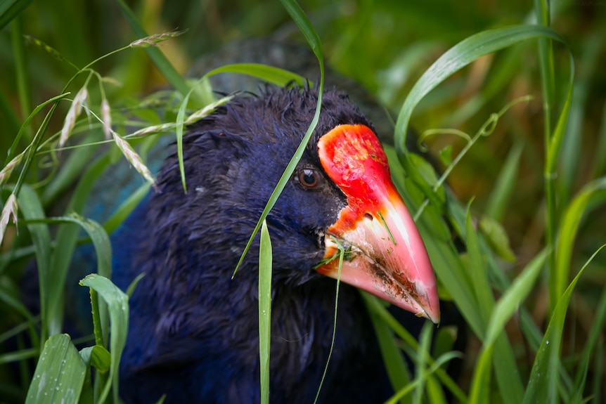 A black bird with a bright red beak hides in the grass.