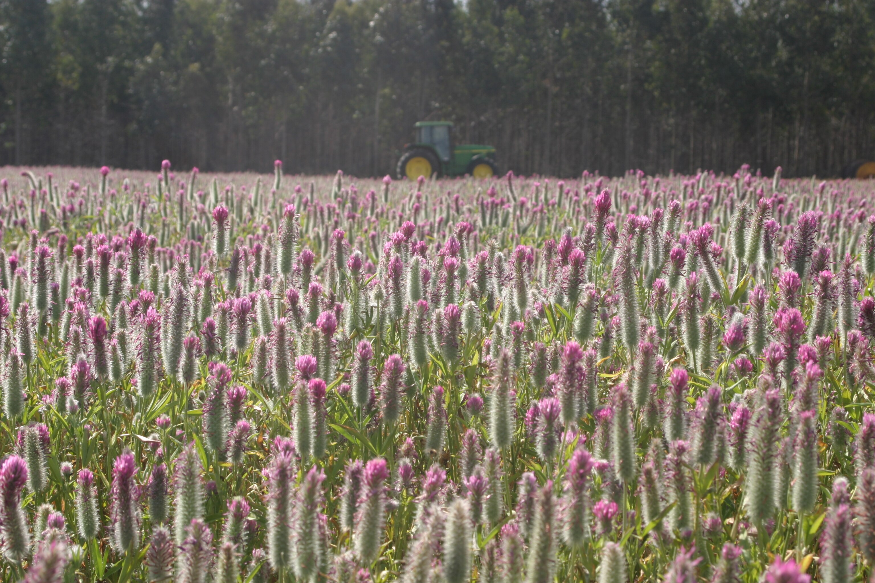 A field of clover 