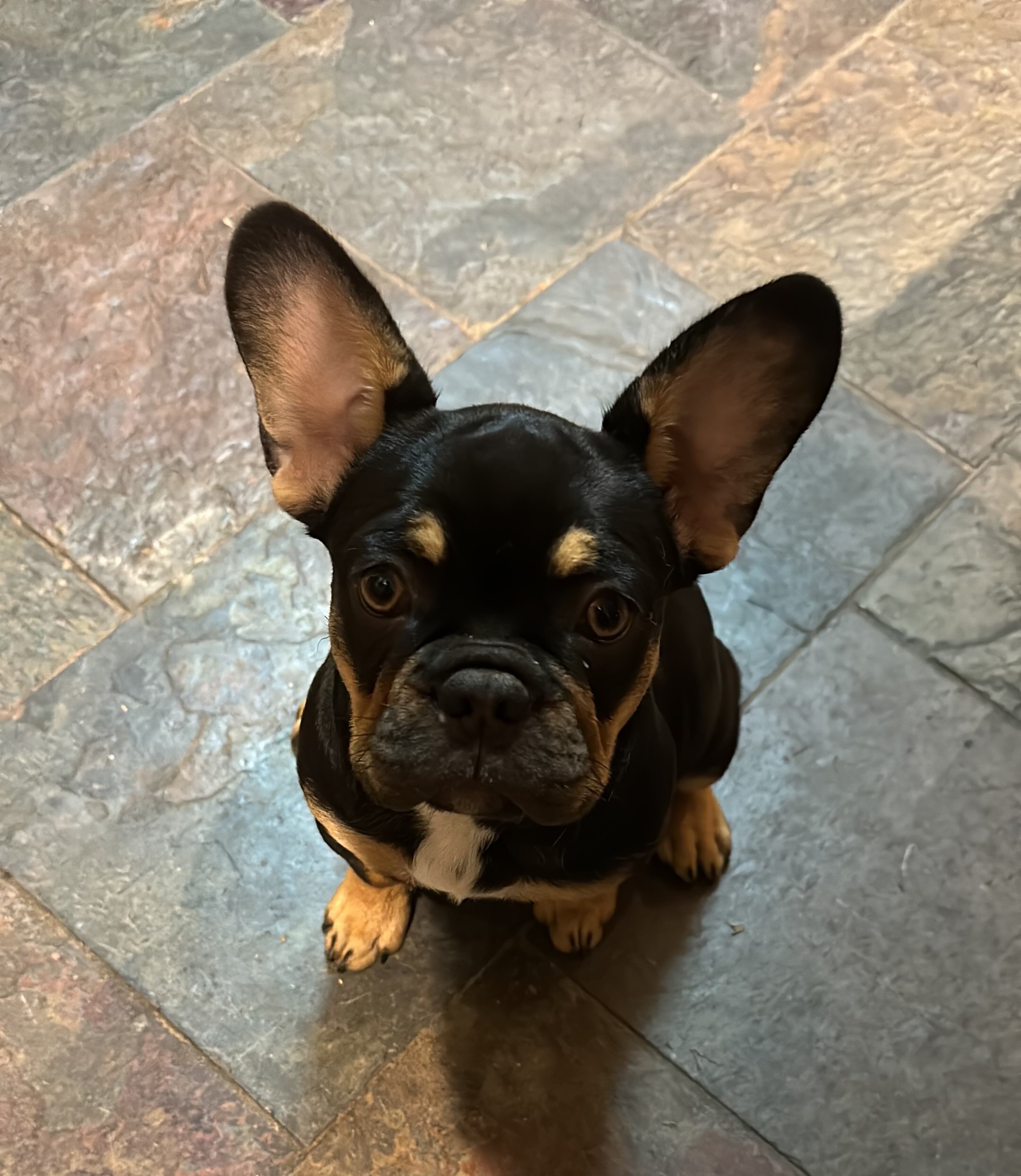 A french bulldog puppy with large ears