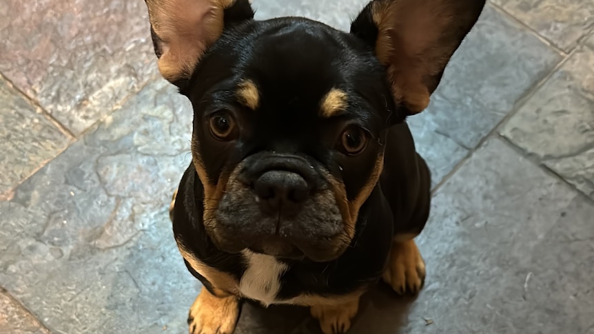 A french bulldog puppy with large ears