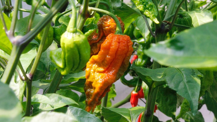 Bubble Gum chilli grown by Regan Parkinson