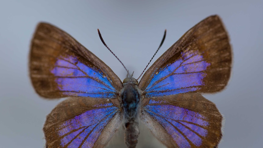 with brown around the edges of the winds, the iridescent purple and blue interior of the wing glows in the light.