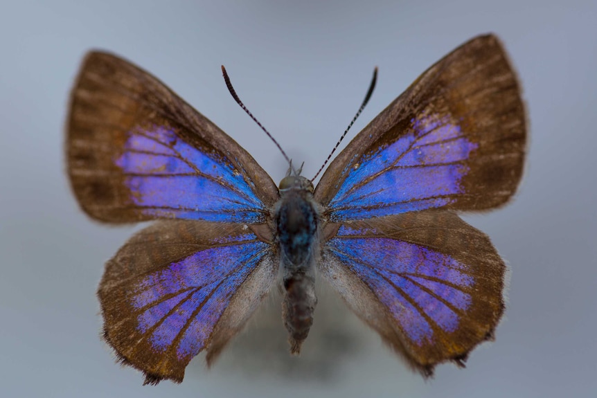With brown around the edges of the winds, the iridescent purple and blue interior of the wing glows in the light.
