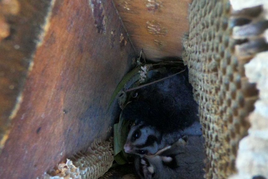 Squirrel Gliders in a nest box.